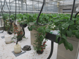 Utilisation de plantes pièges pour la gestion de Drosophila suzukii